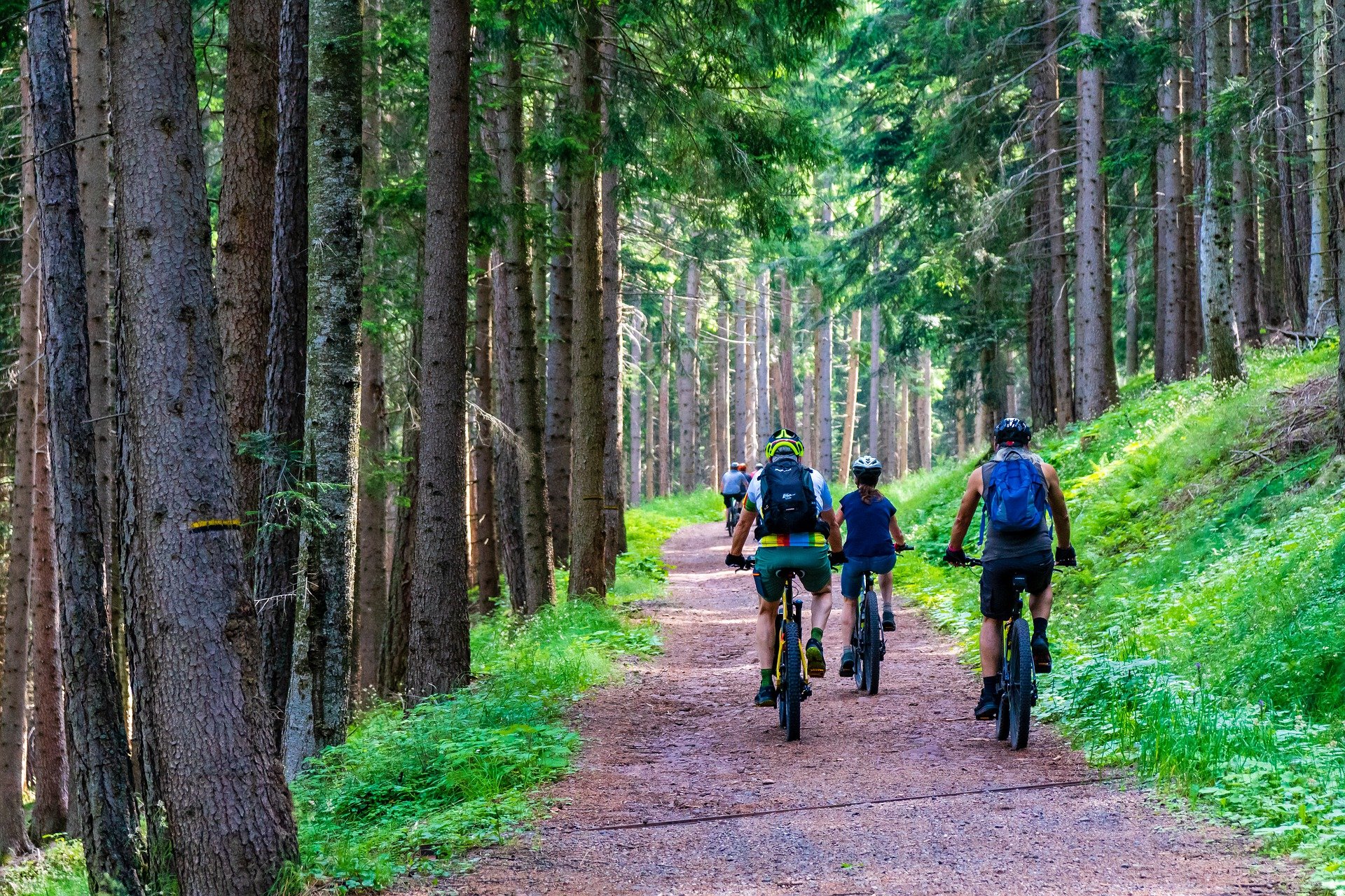 forest-4366094_1920